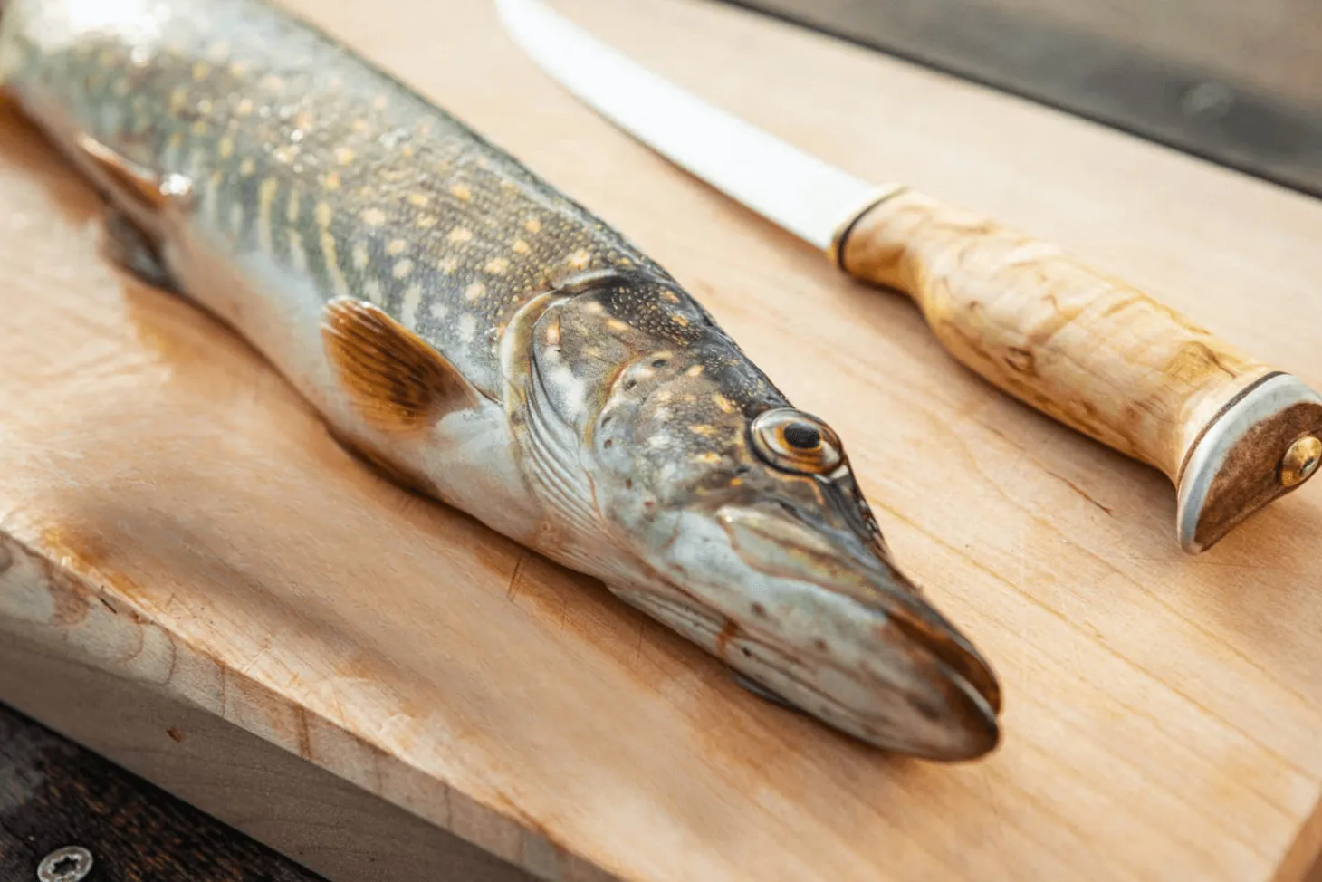 Couteau Arctic Legend Fillet Knife AL023 artisanal lame 16cm manche en bouleau frisé + étui en cuir